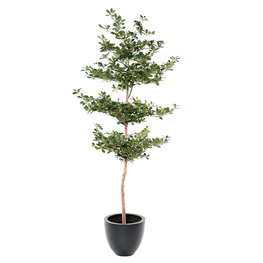 FICUS BLACK OLIVE MULTICAPA 230