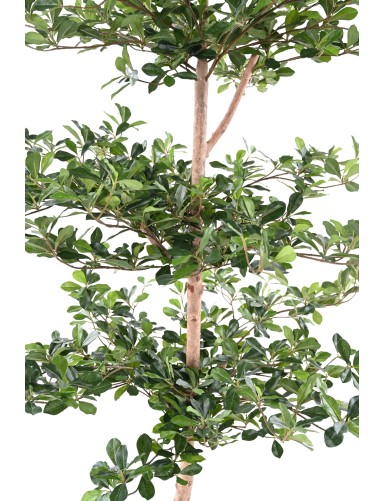 FICUS BLACK OLIVE MULTICAPA 230