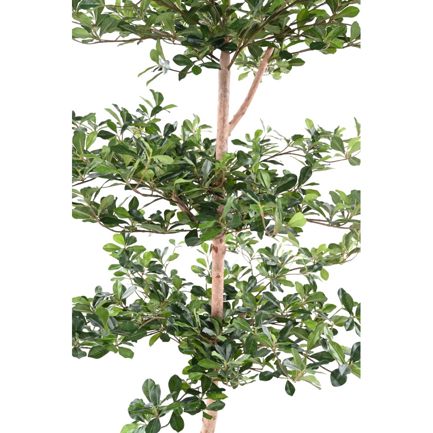 FICUS BLACK OLIVE ETAGES 230