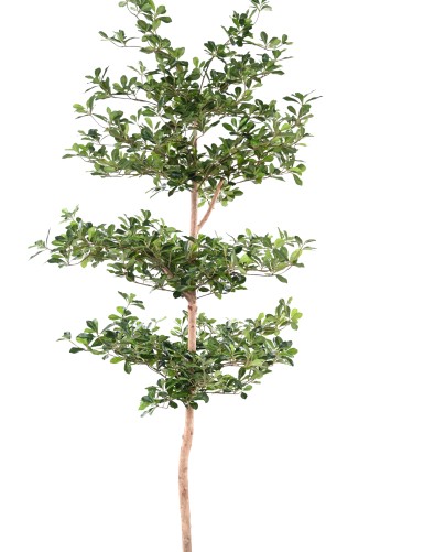 FICUS BLACK OLIVE MULTICAPA 230
