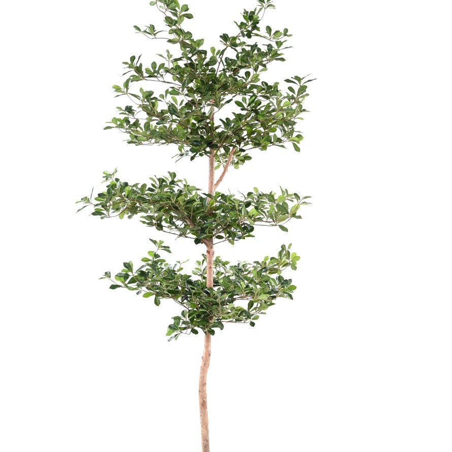 FICUS BLACK OLIVE MULTI-LAYERED 230