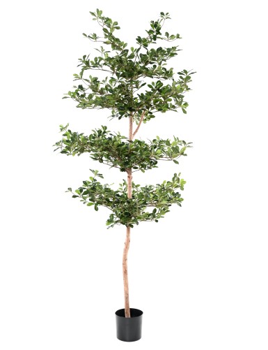 FICUS BLACK OLIVE ETAGES 230
