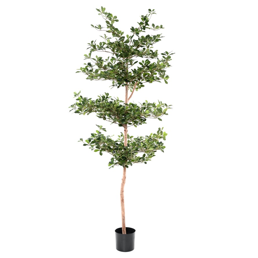 FICUS BLACK OLIVE ETAGES 230