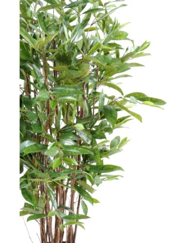 DRACHENBAUM SURCULOSA