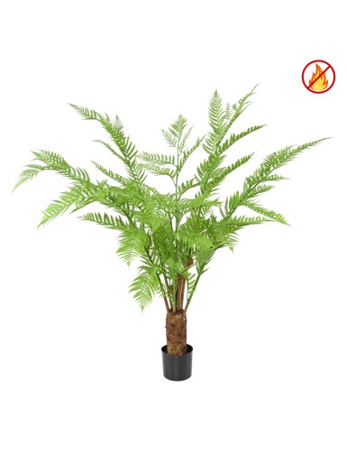 DICKSONIA (HELECHO) FR -...