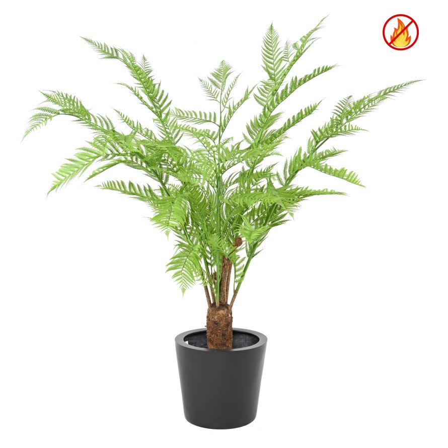 DICKSONIA (FARN) FR – Feuerbeständig