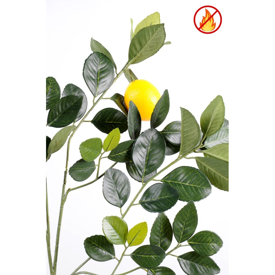 CITRONNIER GOLDEN SPRAY ET FRUIT M FR - Fire Resistant