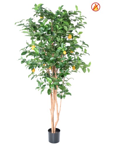 CITRONNIER NEW 180 FR -...