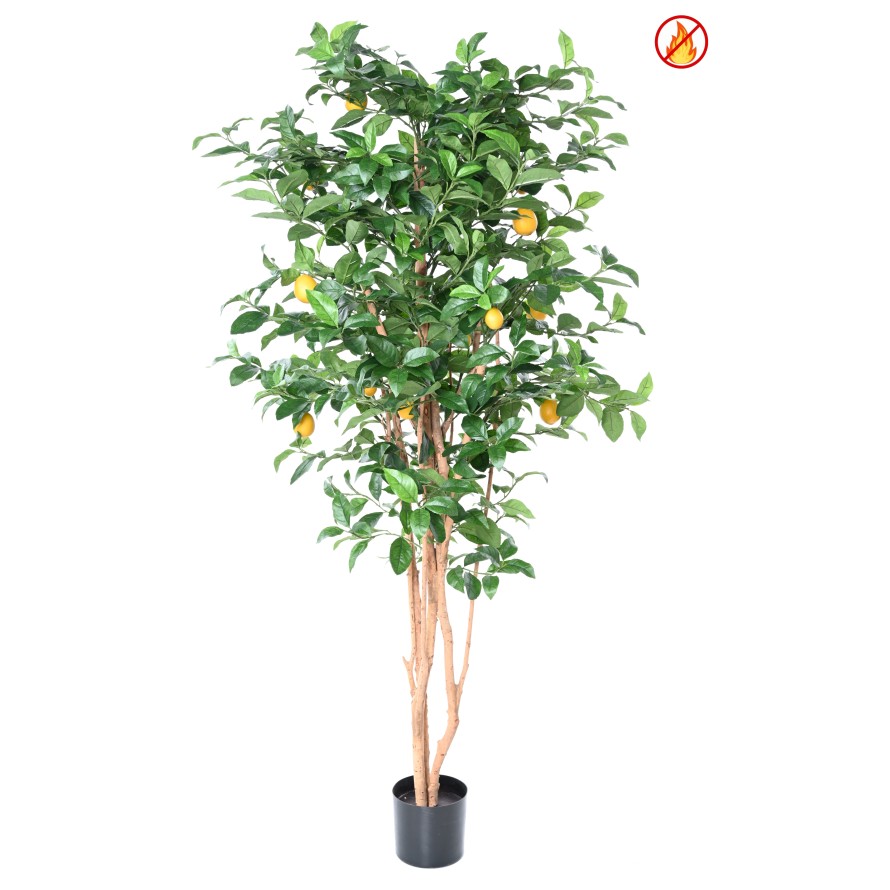 ZITRONENBAUM NEW 180 FR – Feuerbeständig