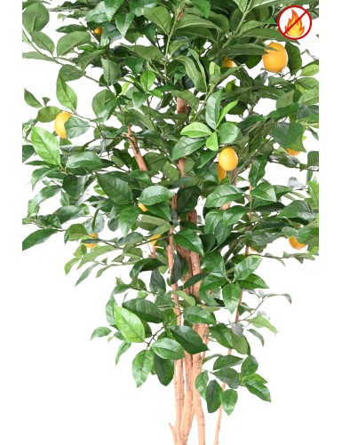 ZITRONENBAUM NEW 180 FR – Feuerbeständig