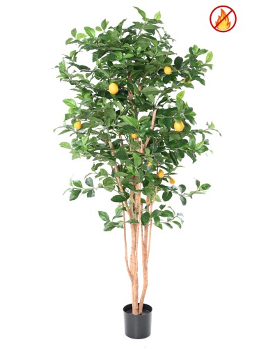 ZITRONENBAUM NEW 180 FR – Feuerbeständig