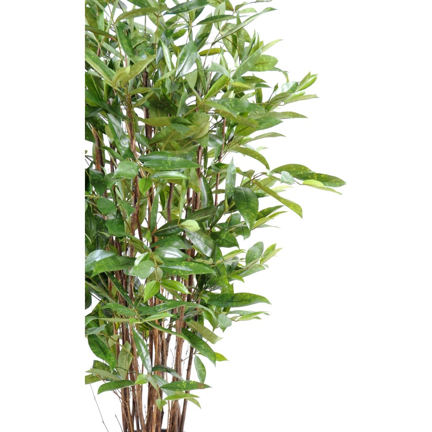 DRACHENBAUM SURCULOSA