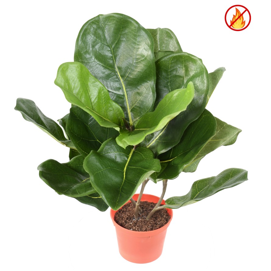 LYRATA POT FR - Fire Resistant