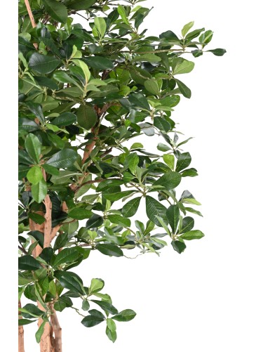 FICUS BLACK OLIVE 155