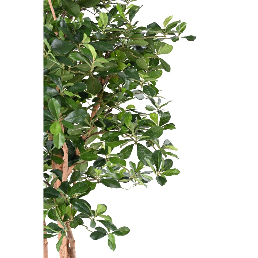 FICUS BLACK OLIVE 155