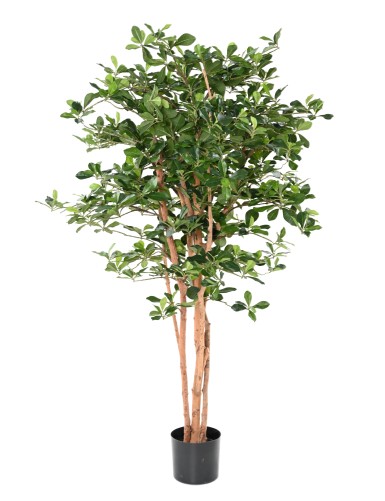 FICUS BLACK OLIVE 155