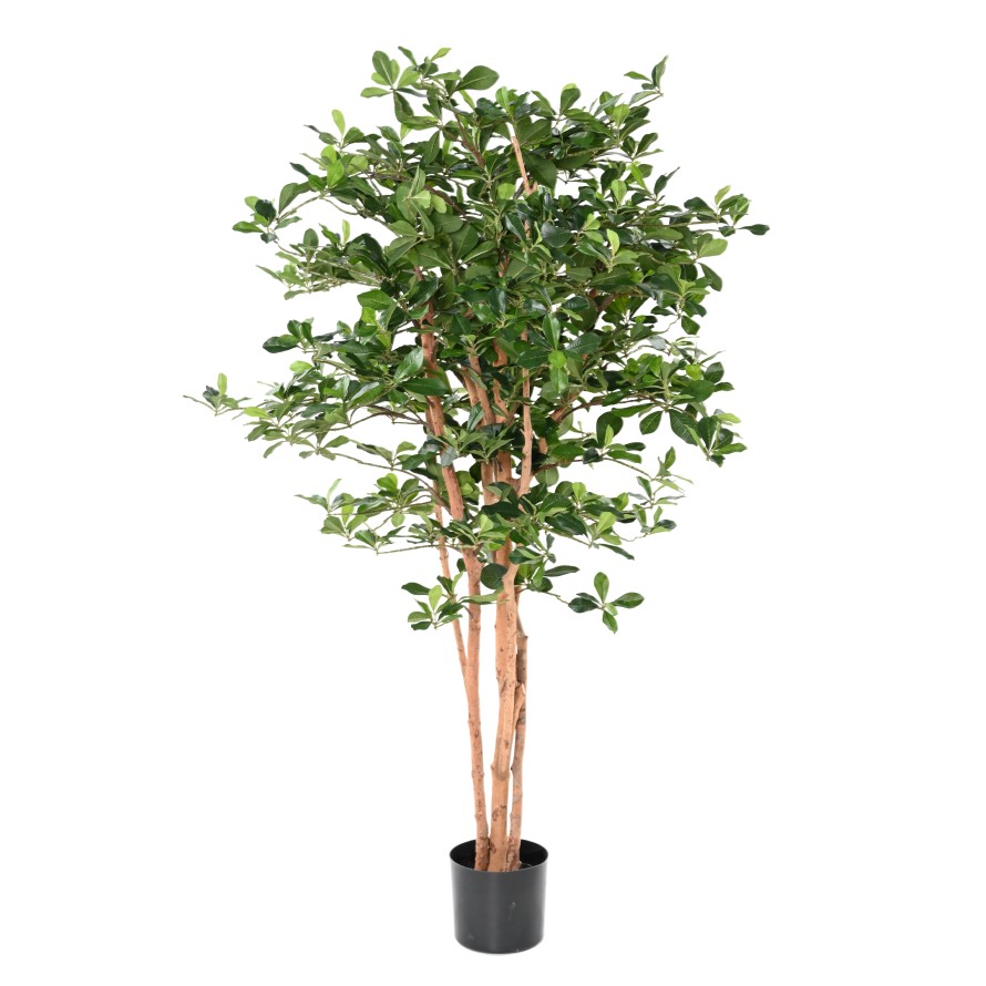FICUS BLACK OLIVE 155