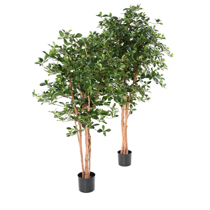 FICUS BLACK OLIVE 155