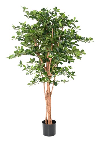 FICUS BLACK OLIVE 155