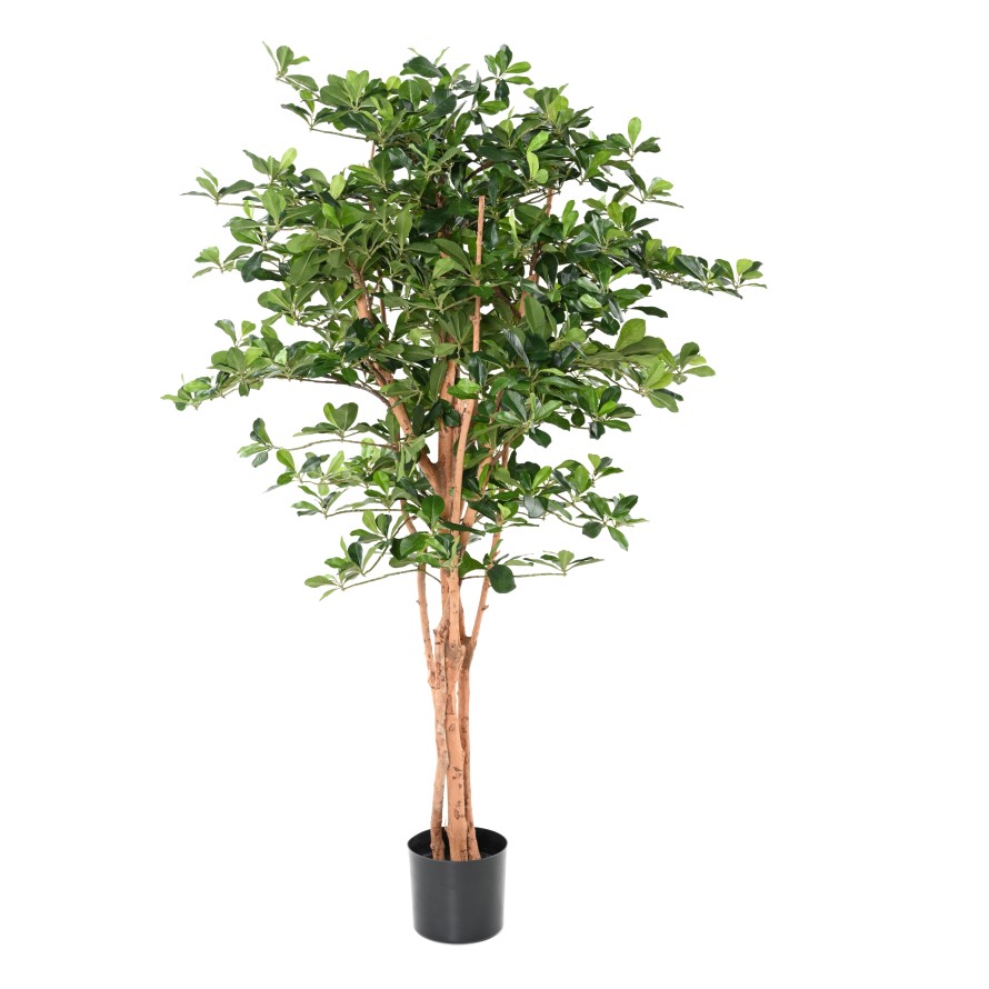 FICUS BLACK OLIVE 155