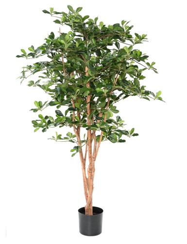 FICUS BLACK OLIVE 155