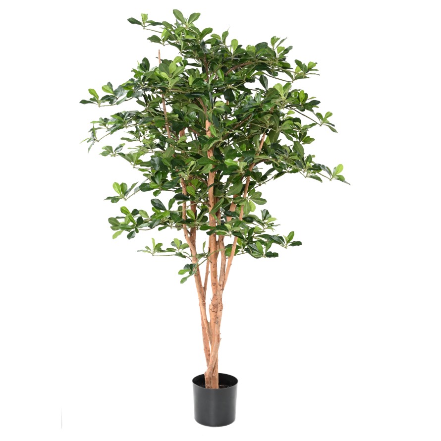 FICUS BLACK OLIVE 155