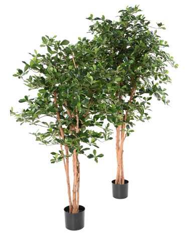 FICUS BLACK OLIVE 178