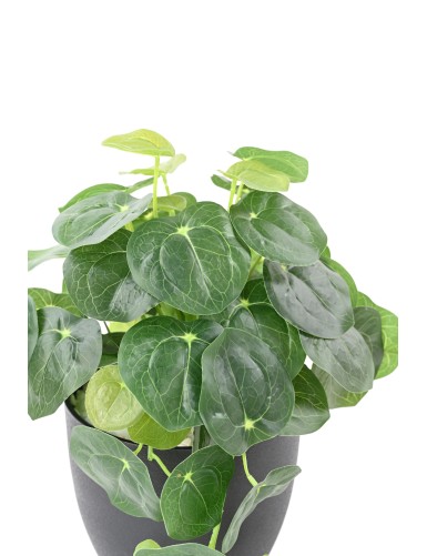 PILEA TOPF 39