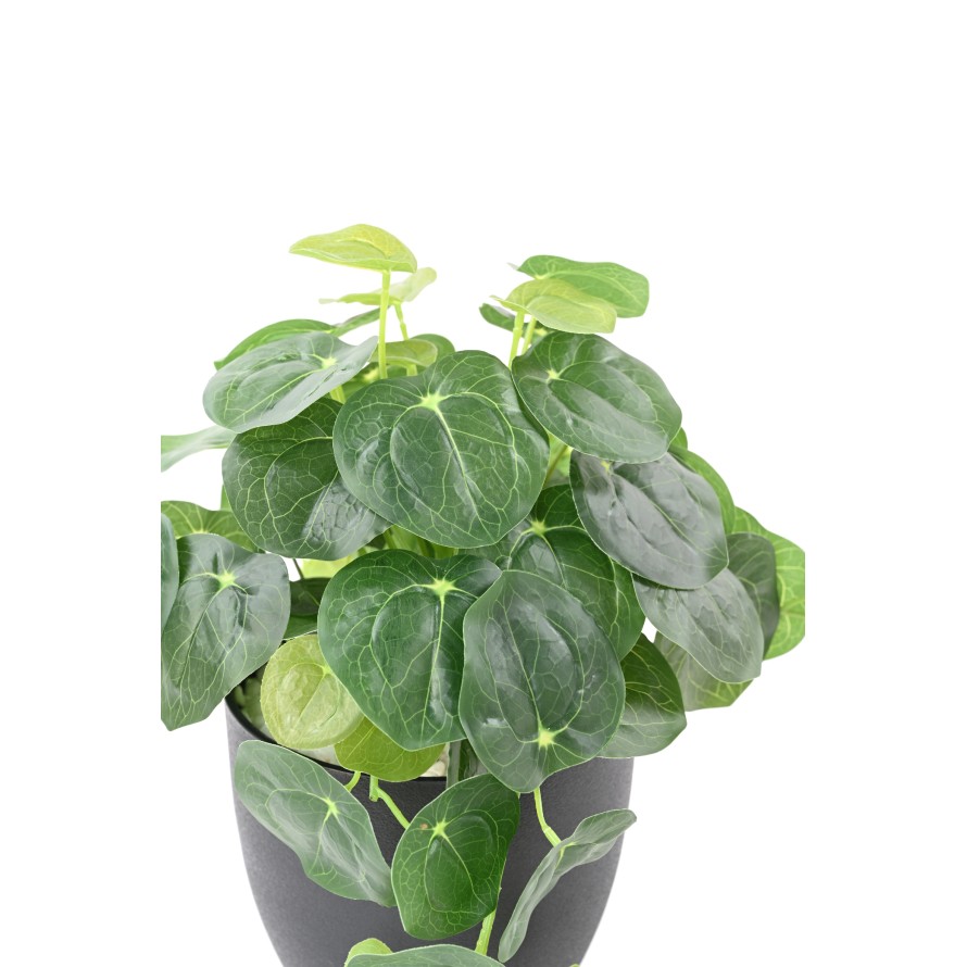 PILEA EN MACETA 39