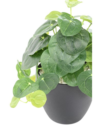 PILEA POT 39