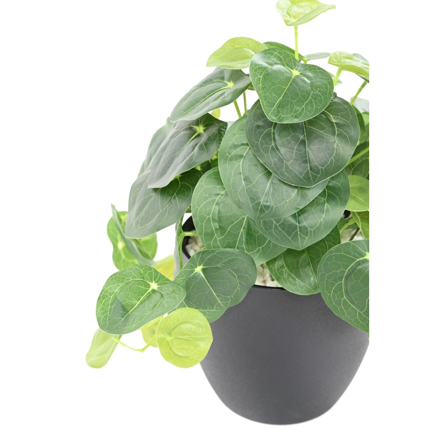 PILEA EN MACETA 39
