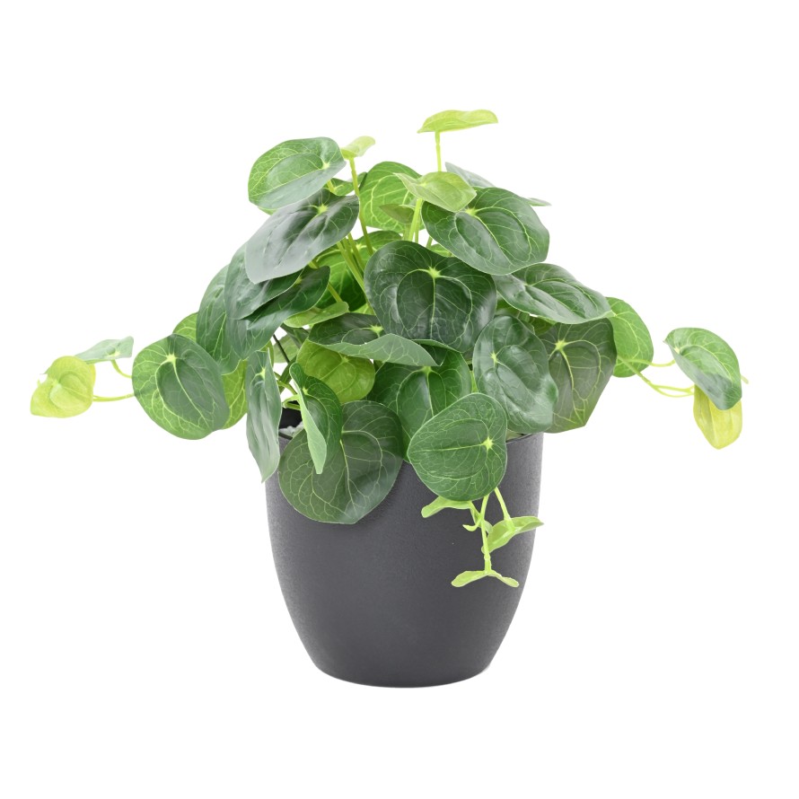 PILEA TOPF 39