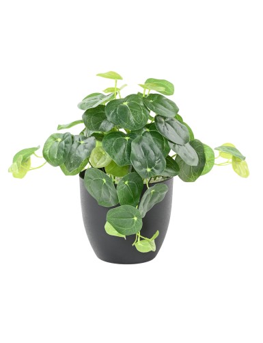 PILEA TOPF 39