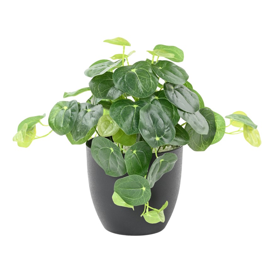 PILEA EN MACETA 39