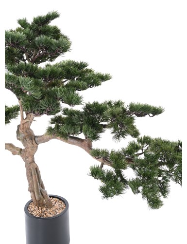 ALPEN-KIEFER BONSAI 140