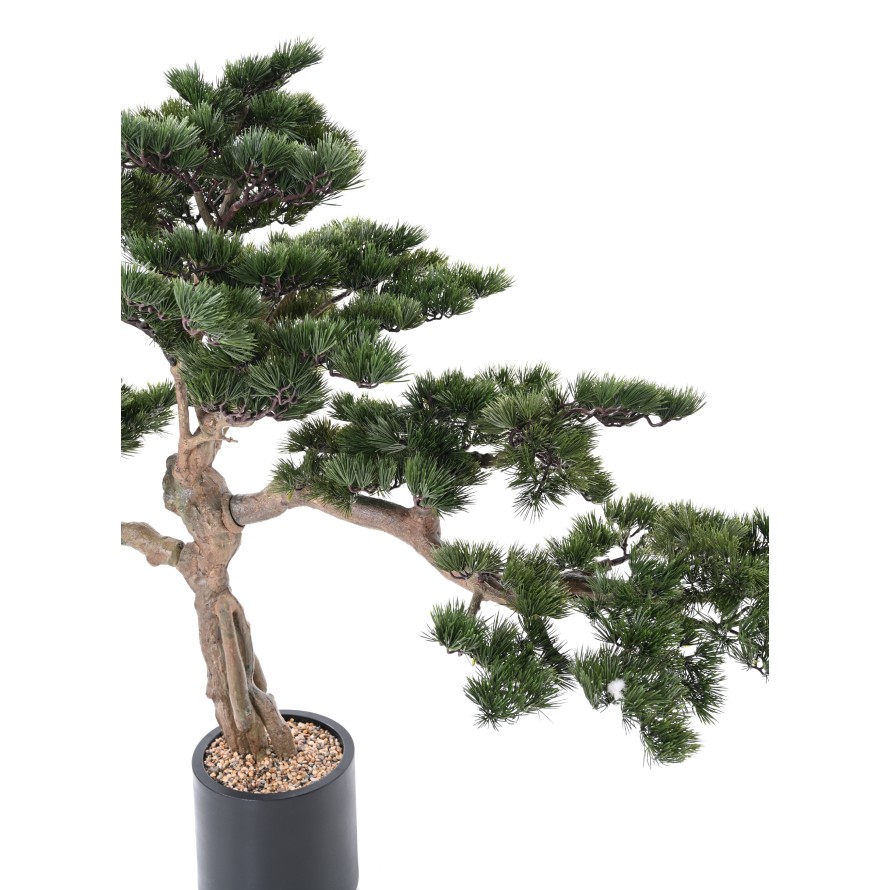 PINE BONSAI ALPES 140