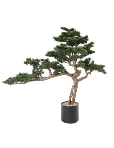 PINE BONSAI ALPES 140