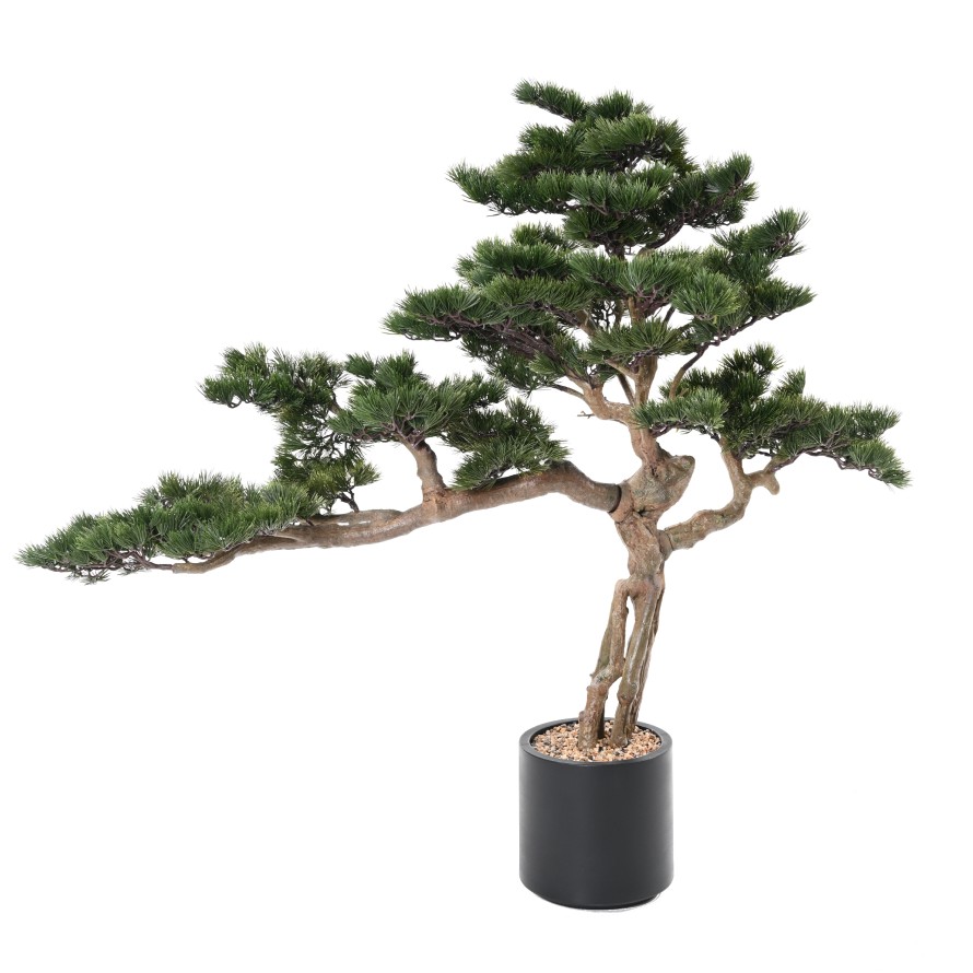 ALPEN-KIEFER BONSAI 140