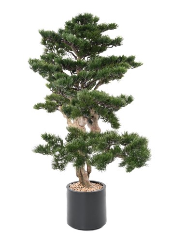 ALPEN-KIEFER BONSAI 140