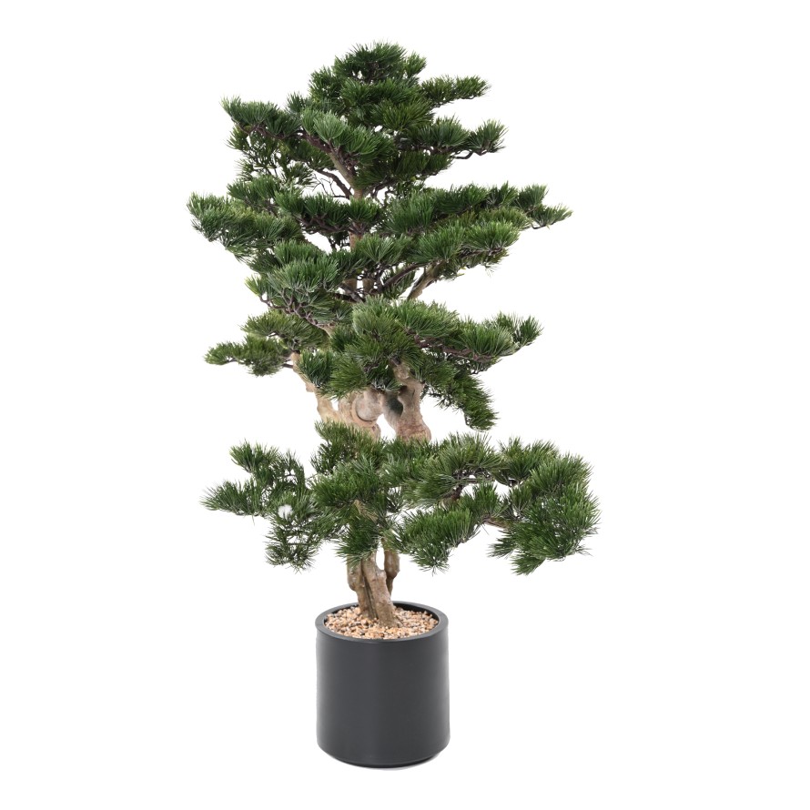 PINE BONSAI ALPES 140