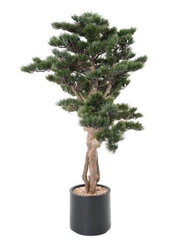 BONSAI PINO ALPES 140