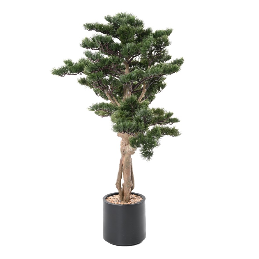 ALPEN-KIEFER BONSAI 140
