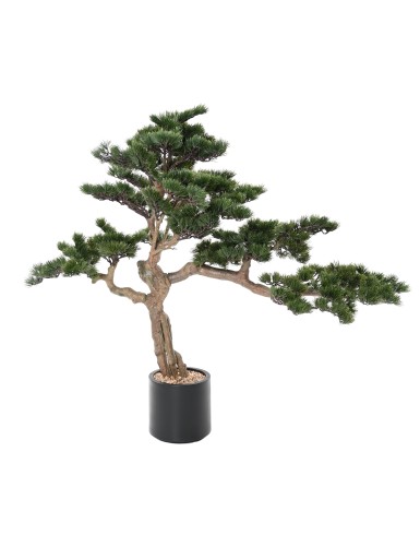 PINE BONSAI ALPES 140