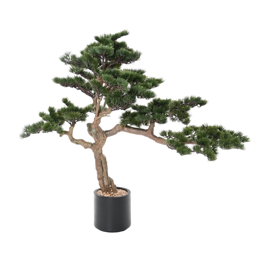 BONSAI PINO ALPES 140