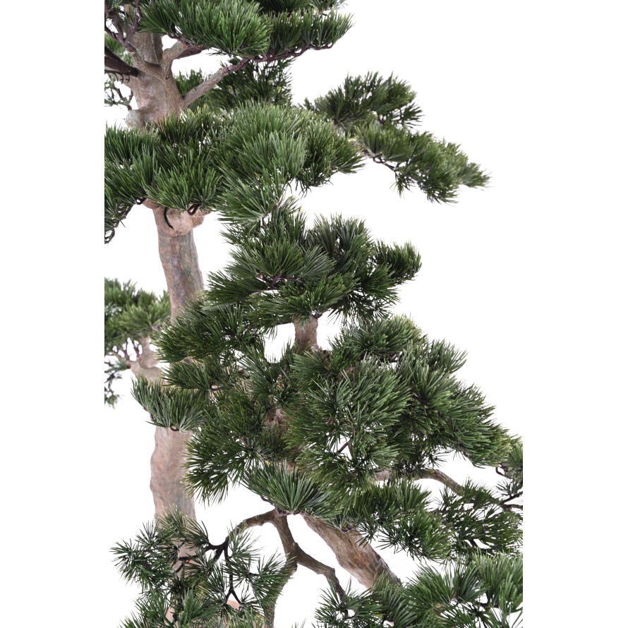 ALPEN-KIEFER BONSAI 160