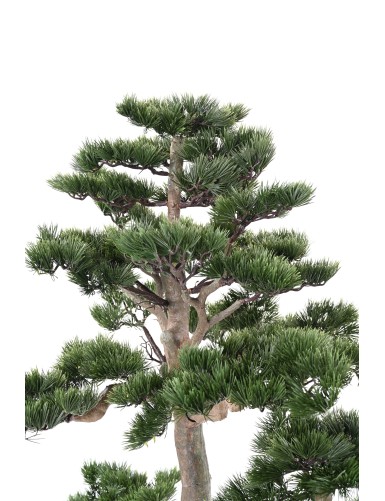 BONSAI PINO ALPES 160