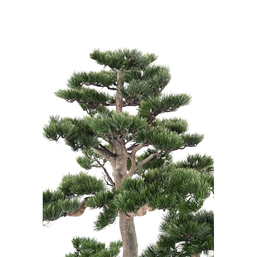 PINE BONSAI ALPES 160