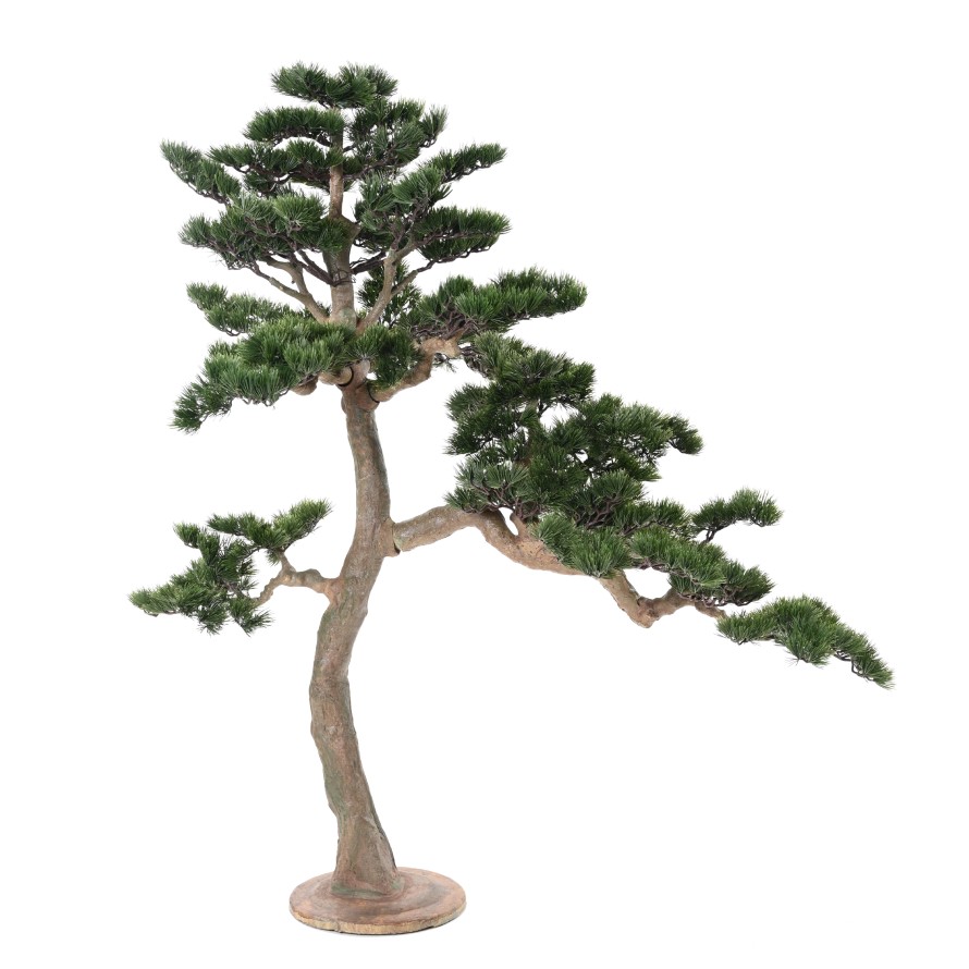 ALPEN-KIEFER BONSAI 160