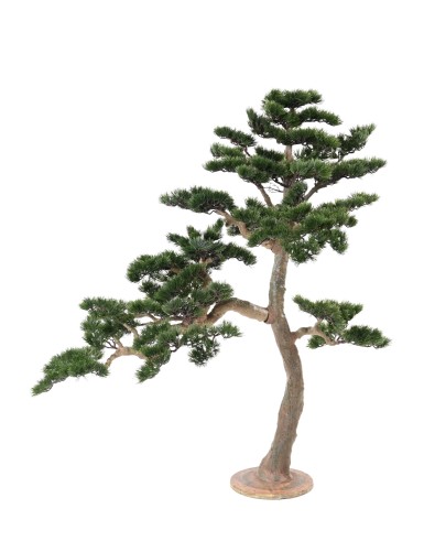 PINE BONSAI ALPES 160