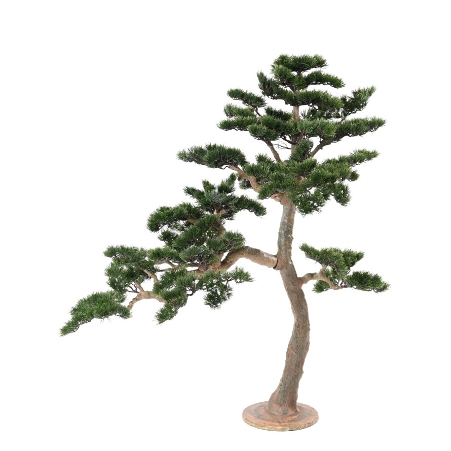 BONSAÏ PIN ALPES 160